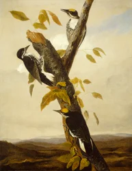 Dreizehenspecht mit schwarzem Rücken, 1831-3